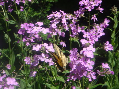 BUTTERFLY WINGS FOLD